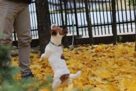 IMG 4638